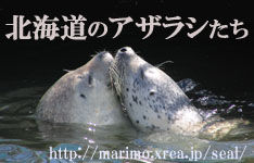 北海道のアザラシたち トップ画像