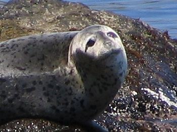 ゼニガタアザラシの赤ちゃんと野生アザラシ 05年5月21日 海獣記