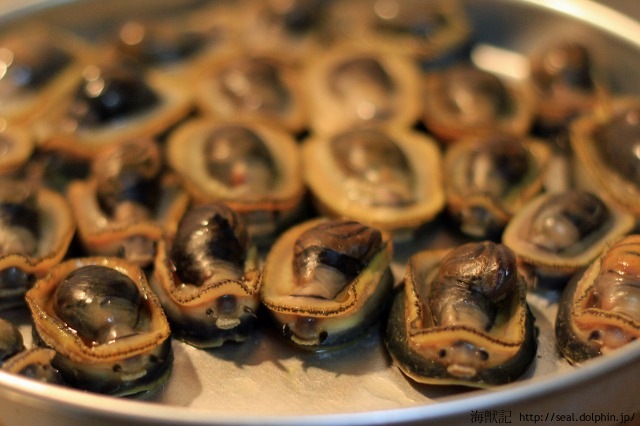 磯に落ちまくっているマツバガイを食べる 海獣記